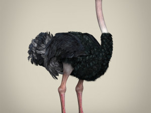 low poly ostrich Modelo 3D