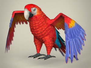low poly parrot 3D Model