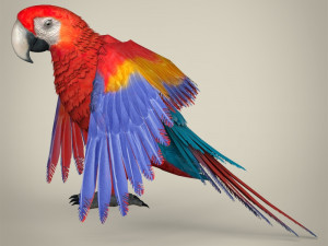 low poly parrot Modello 3D