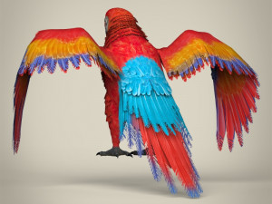 low poly parrot Modello 3D