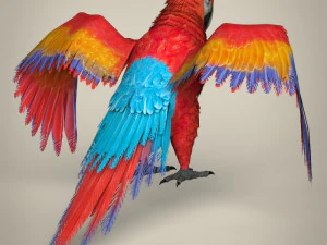 папуга низького поля 3D Модель