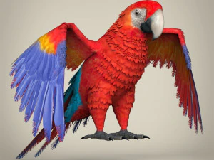 папуга низького поля 3D Модель