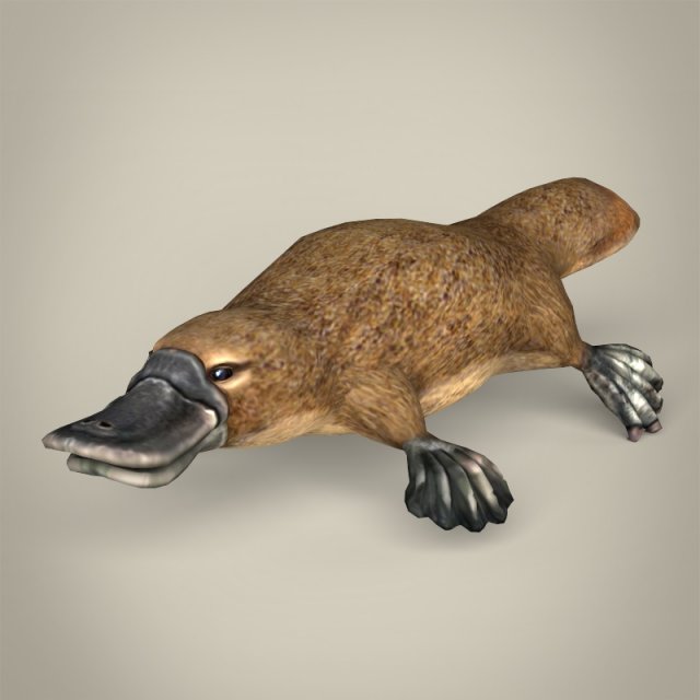 low poly platypus Modello 3D .c4d .max .obj .3ds .fbx .stl .blend 