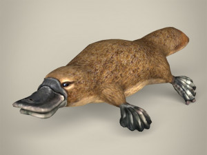 low poly platypus 3D Model
