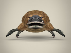low poly platypus Modello 3D