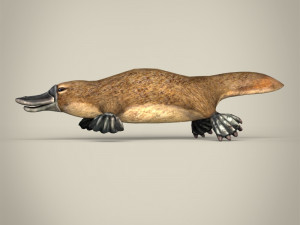 low poly platypus Modello 3D