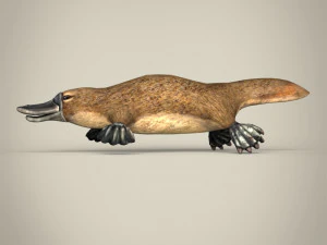 low poly platypus 3D Model