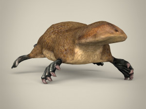 low poly platypus Modello 3D