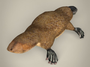 low poly platypus Modello 3D