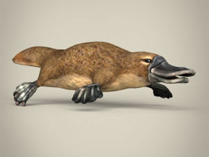 low poly platypus Modello 3D