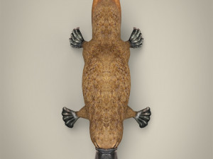 low poly platypus Modello 3D