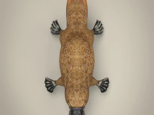 low poly platypus 3D Model