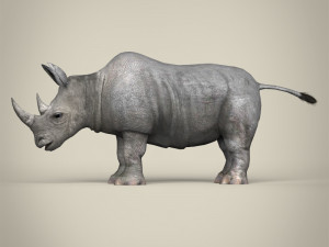 low poly rhinoceros 3D 모델