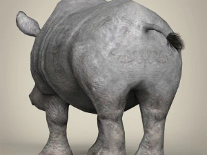low poly rhinoceros 3D Model