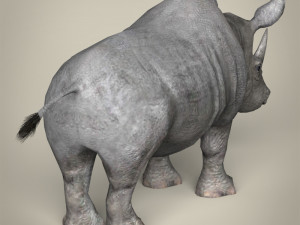 low poly rhinoceros 3D 모델
