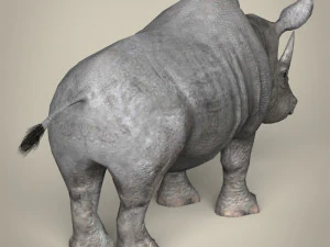 low poly rhinoceros 3D Model