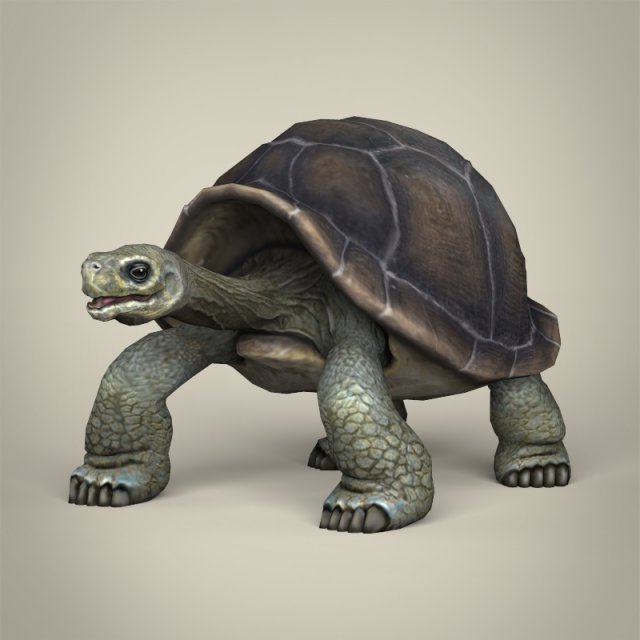 low poly tortoise 3D Model .c4d .max .obj .3ds .fbx .stl .blend 