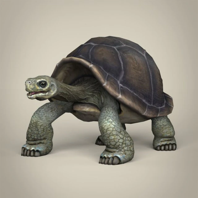 low poly tortoise 3D Model .c4d .max .obj .3ds .fbx .stl .blend 