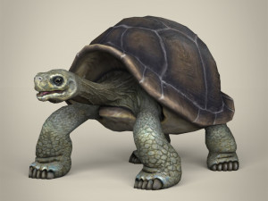 low poly tortoise 3D Model