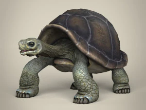 tortue low poly Modèle 3D