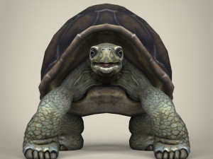 low poly tortoise 3D Model