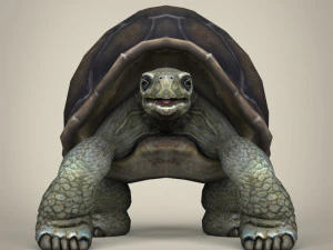 low poly tortoise 3D Model