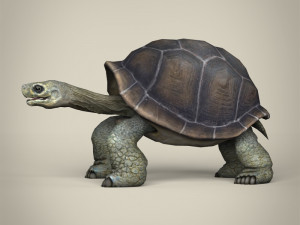 low poly tortoise 3D Model