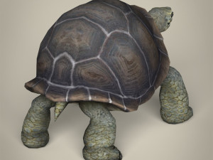 low poly tortoise 3D Model