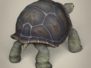 low poly tortoise 3D Model