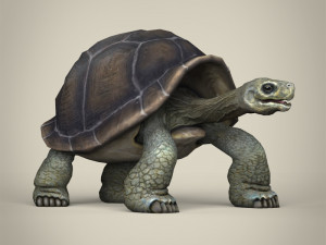 low poly tortoise 3D Model