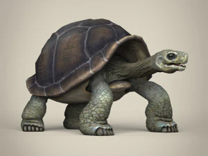 low poly tortoise 3D Model