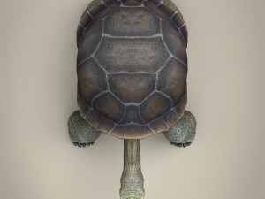 low poly tortoise 3D Model