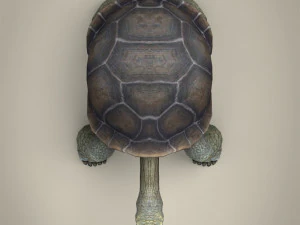 low poly tortoise 3D Model