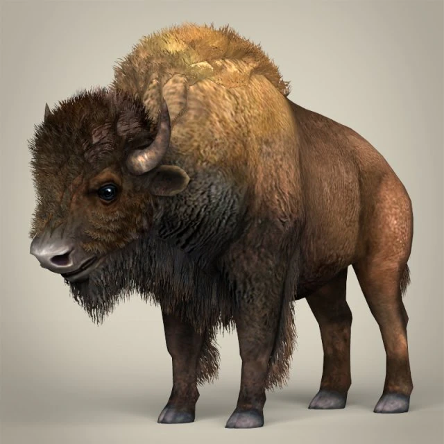 low poly montana buffalo 3D Model .c4d .max .obj .3ds .fbx .stl .blend 