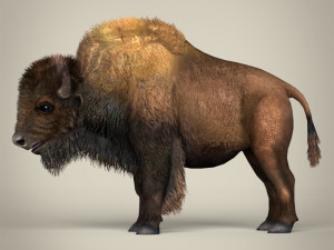 low poly montana buffalo 3D Model