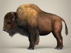 low poly montana buffalo 3D Model