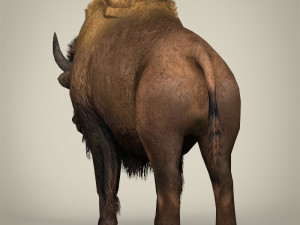 low poly montana buffalo 3D Model