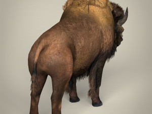 low poly montana buffalo 3D Model