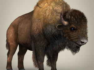low poly montana buffalo 3D Model