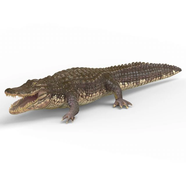alligator with pbr textures 3D Model .c4d .max .obj .3ds .fbx .stl .blend 