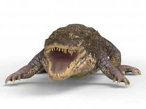 alligator with pbr textures 3D Model