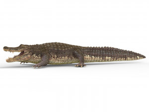 alligator with pbr textures Modelo 3D