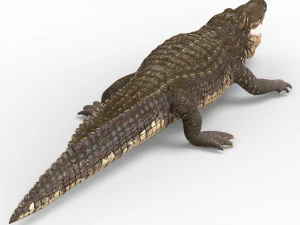 alligator with pbr textures 3D Model