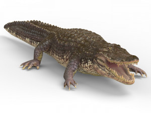 alligator with pbr textures Modelo 3D