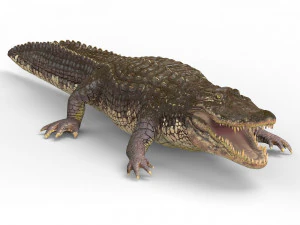 alligator with pbr textures 3D Model