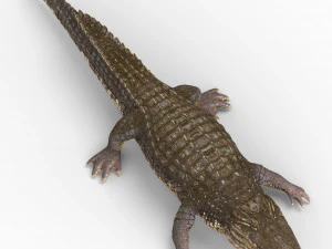 alligator with pbr textures 3D Model