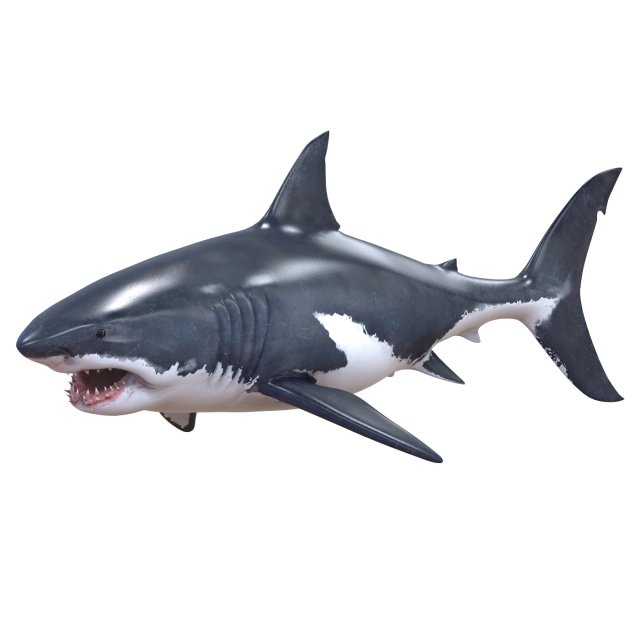 white shark Model 3D .c4d .max .obj .3ds .fbx .stl .blend 