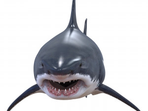 white shark Model 3D