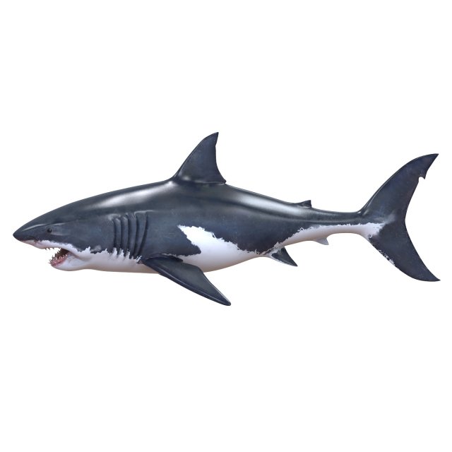 white shark 3D Model in Shark 3DExport