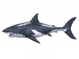 white shark Model 3D